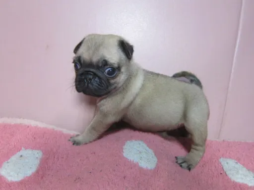 パグの子犬販売