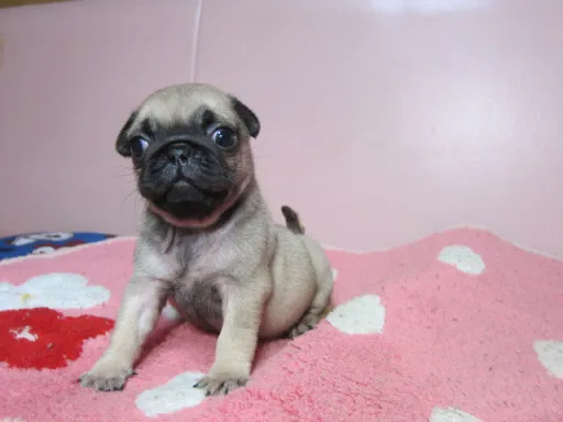 パグの子犬販売