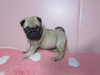 パグのサムネイル画像4
