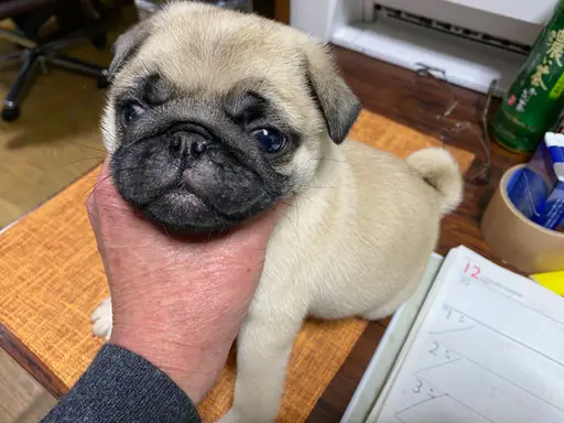 パグの子犬販売