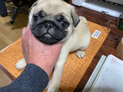 パグの子犬販売