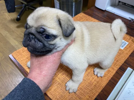 パグの子犬販売
