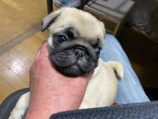 パグの子犬販売