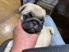 パグのサムネイル画像4