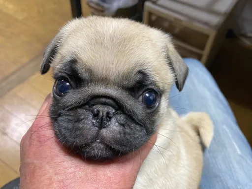 パグの子犬販売