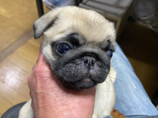 パグの子犬販売