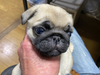 パグのサムネイル画像6