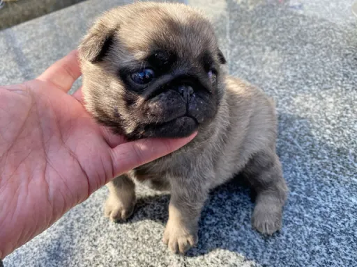パグの子犬販売