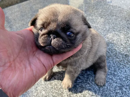 パグの子犬販売