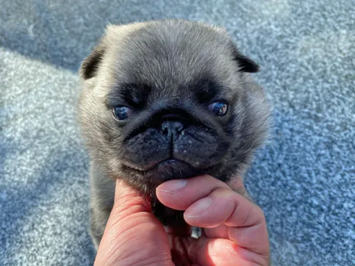 パグの子犬販売