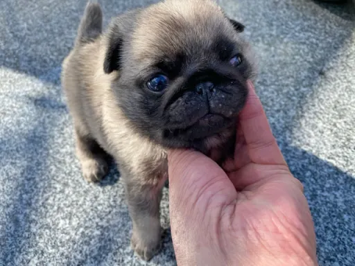 パグの子犬販売