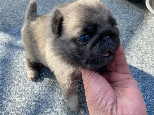 パグの子犬販売