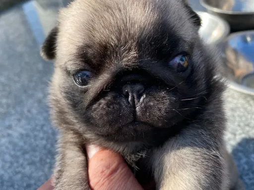 パグの子犬販売