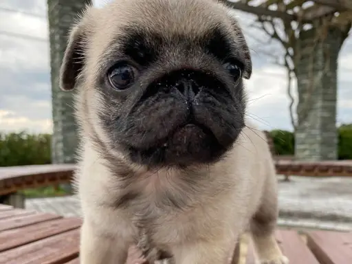 パグの子犬販売