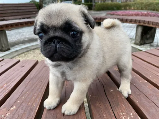 パグの子犬販売
