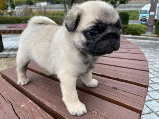 パグの子犬販売