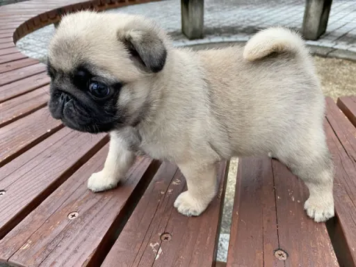 パグの子犬販売