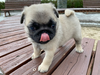 パグのサムネイル画像5
