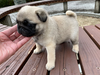 パグのサムネイル画像6