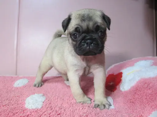 パグの子犬販売