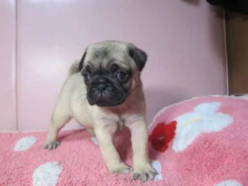 パグの子犬販売
