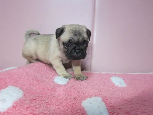 パグの子犬販売