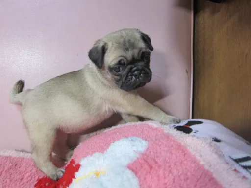 パグの子犬販売