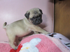 パグのサムネイル画像4