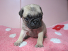 パグのサムネイル画像1