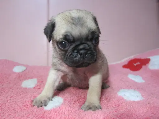 パグの子犬販売