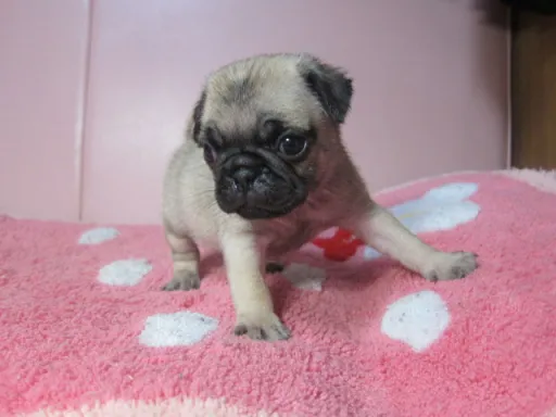 パグの子犬販売