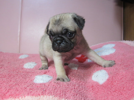 パグの拡大画像