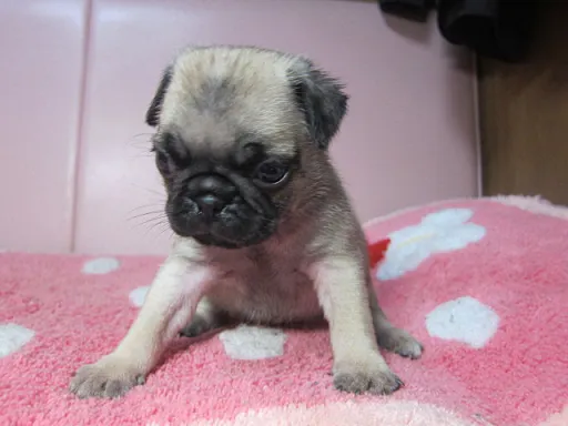 パグの子犬販売