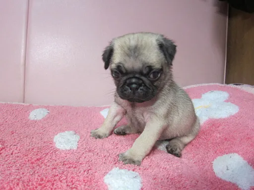 パグの子犬販売