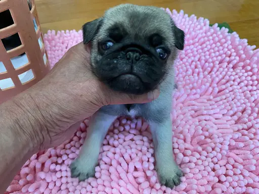 パグの子犬販売