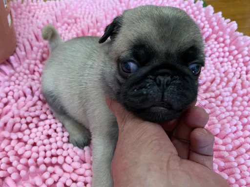 パグの子犬販売