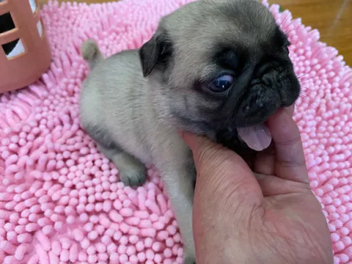パグの子犬販売