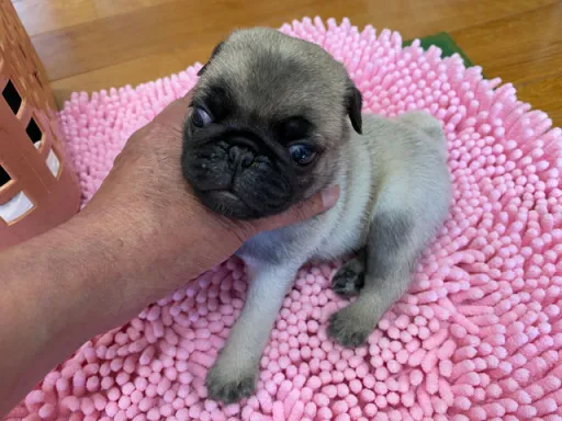 パグの子犬販売