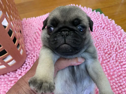 パグの子犬販売