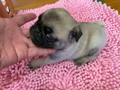 パグの子犬販売