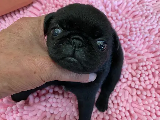 パグの子犬販売