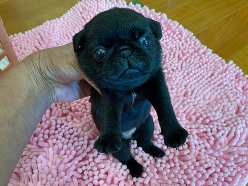 パグの拡大画像