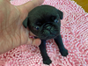 パグのサムネイル画像3