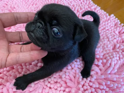 パグの子犬販売