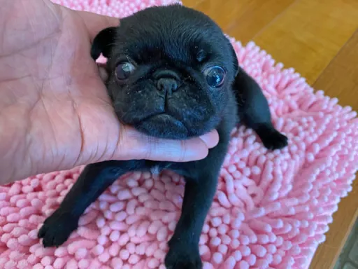 パグの子犬販売