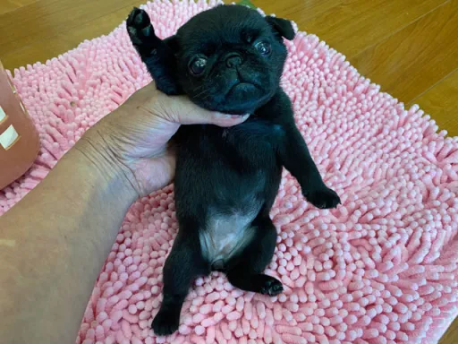 パグの子犬販売