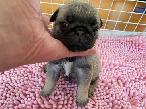 パグの拡大画像