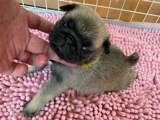 パグの子犬販売
