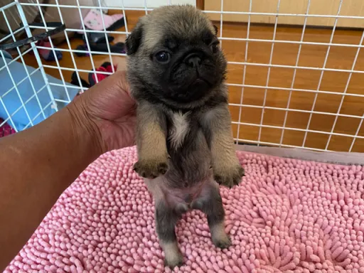 パグの子犬販売