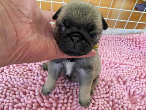パグの子犬販売
